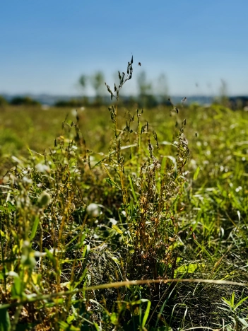 Купить земельный участок в Воронежской области. Вариант № 6176366, 1, площадь -  квм, цена 2500000 рублей