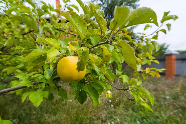 Купить дом в Тульской области. Вариант № 2830577, 22, площадь -  квм, цена 7990000 рублей