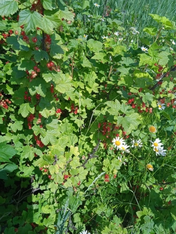 Купить дом на улице Советский переулок в Воронежской области. Вариант № 37179, 25, площадь -  квм, цена 2300000 рублей
