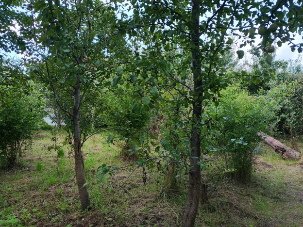 Купить земельный участок в Калининграде. Вариант № 2166667, 6, площадь -  квм, цена 4800000 рублей