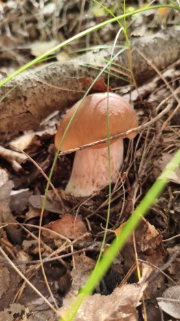 Купить земельный участок в Ивановской области. Вариант № 10285854, 6, площадь -  квм, цена 320000 рублей