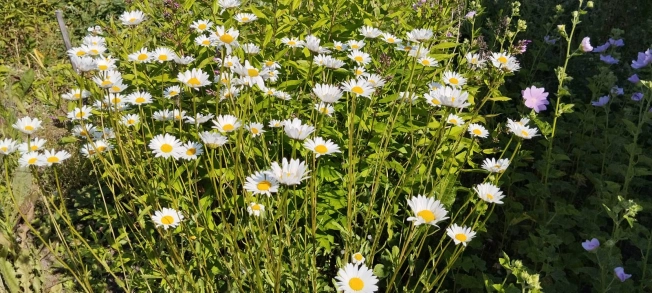 Купить дом в Петрозаводске. Вариант № 869159, 33, площадь -  квм, цена 2650000 рублей