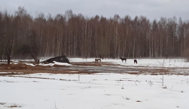 Купить земельный участок в Вязниках. Вариант № 24296, 1, площадь -  квм, цена 330000 рублей