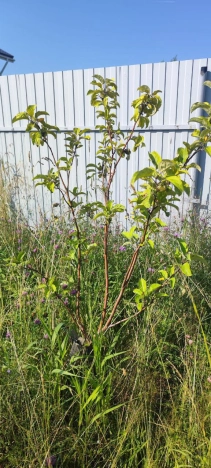 Купить земельный участок в Санкт-Петербурге. Вариант № 60026, 3, площадь -  квм, цена 2700000 рублей