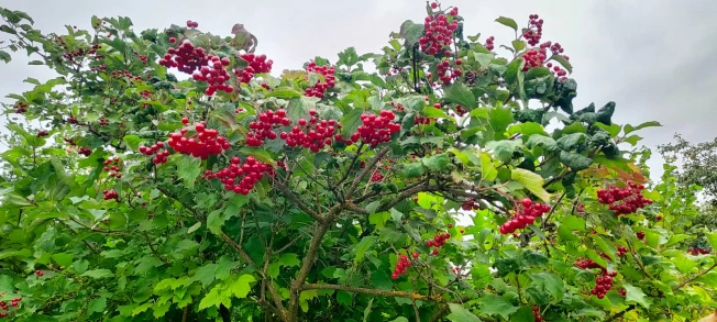 Купить дачу в Ярославской области. Вариант № 35377, 30, площадь -  квм, цена 2700000 рублей