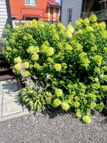 Купить дом в Москве. Вариант № 8807704, 31, площадь - квм, цена 15600000 рублей