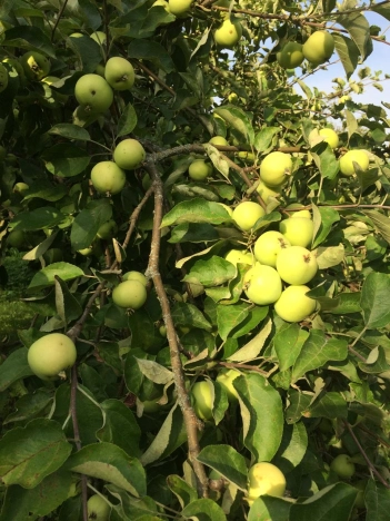 Купить дом в Калуге. Вариант № 8607, 19, площадь -  квм, цена 2400000 рублей