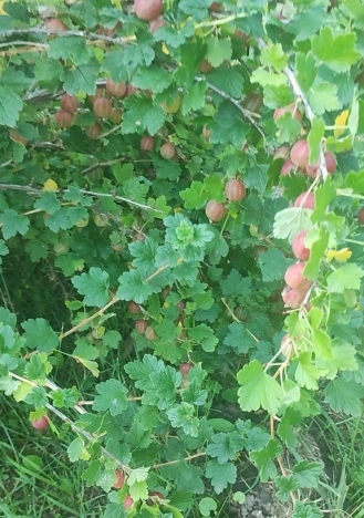 Купить земельный участок в Тобольске. Вариант № 398806, 17, площадь -  квм, цена 700000 рублей