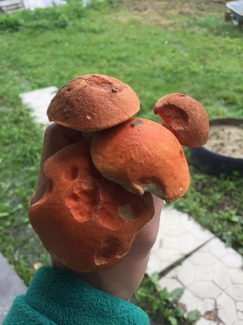 Купить дачу в Воскресенске. Вариант № 9584446, 24, площадь -  квм, цена 2000000 рублей