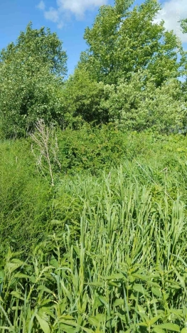 Купить земельный участок в Тобольске. Вариант № 551, 4, площадь -  квм, цена 550000 рублей