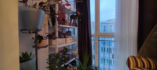 Купить Студию в Калининграде. Вариант № 4155, 8, площадь -  квм, цена 4650000 рублей