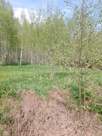 Купить земельный участок в Тверской области. Вариант № 9827934, 3, площадь -  квм, цена 2500000 рублей