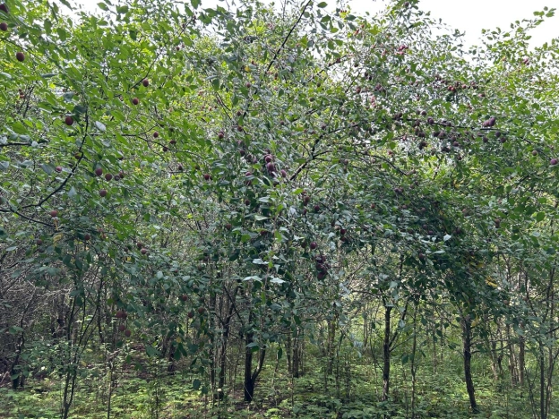 Купить земельный участок в Ивановской области. Вариант № 10285854, 0, площадь -  квм, цена 320000 рублей