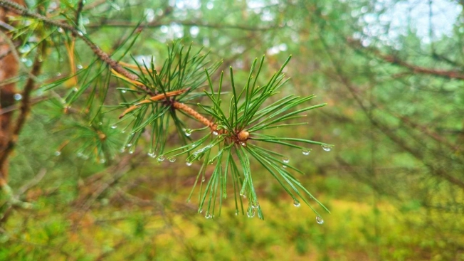 Купить земельный участок на улице Журавлиха в Владимире. Вариант № 44659, 11, площадь -  квм, цена 2000000 рублей