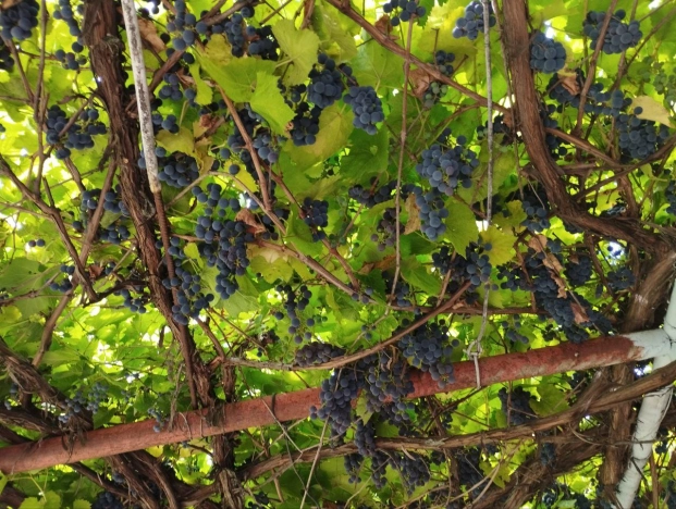 Купить дом в Короче. Вариант № 4014348, 23, площадь -  квм, цена 2200000 рублей