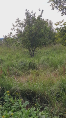 Купить земельный участок в Воронеже. Вариант № 453686, 5, площадь -  квм, цена 670000 рублей