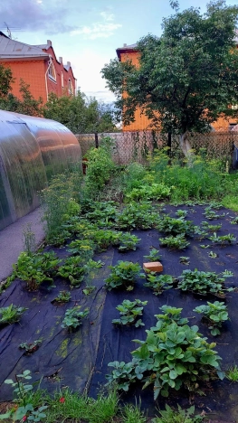 Купить дом в районе Заельцовский в Новосибирске. Вариант № 4134056, 21, площадь -  квм, цена 22000000 рублей