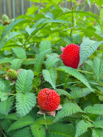 Купить дом в Калининграде. Вариант № 4832158, 2, площадь -  квм, цена 18700000 рублей