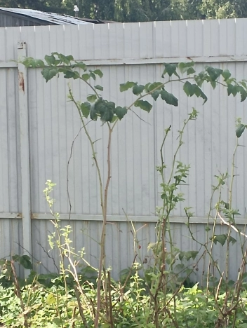 Купить земельный участок в Новосибирске. Вариант № 1506141, 3, площадь -  квм, цена 4100000 рублей