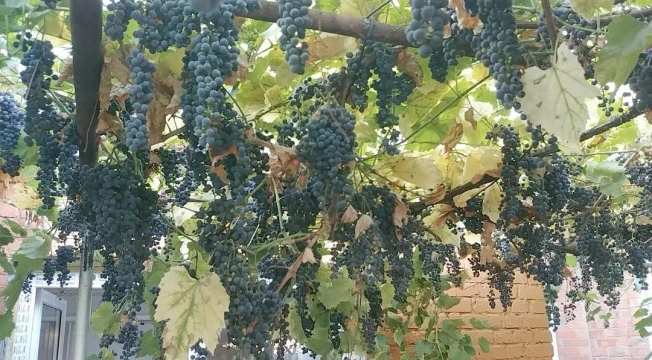 Купить дом в районе Пролетарский в Ростове-на-Дону. Вариант № 527855, 22, площадь -  квм, цена 9650000 рублей