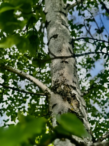 Купить дом на улице 2-й переулок Гагарина в Старом Осколе. Вариант № 44354, 17, площадь -  квм, цена 3250000 рублей