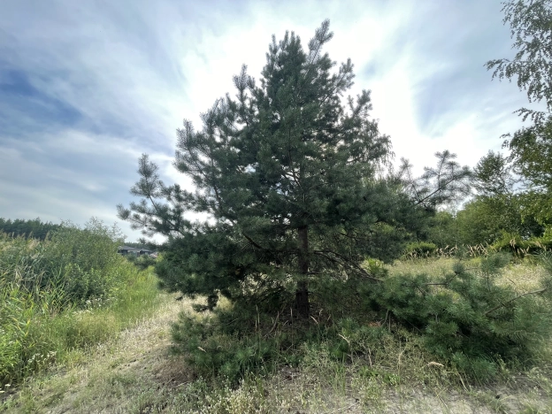 Купить дом в Воронеже. Вариант № 558382, 27, площадь -  квм, цена 16900000 рублей