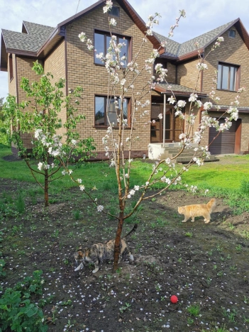 Купить дом на улице Колхозная в Алтайском крае. Вариант № 16155, 2, площадь -  квм, цена 32990000 рублей