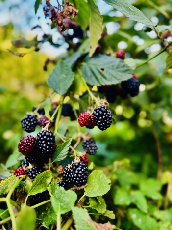 Купить дом в Микрорайоне Пролески, Старый Оскол в Старом Осколе. Вариант № 6153459, 38, площадь -  квм, цена 9000000 рублей