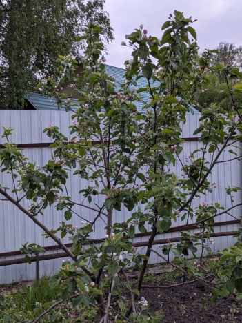 Купить дачу на улице Циолковского в Новосибирске. Вариант № 2000, 17, площадь -  квм, цена 2550000 рублей