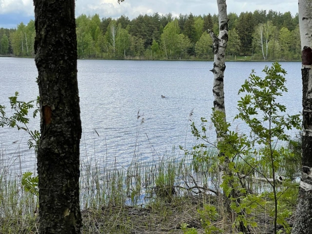 Купить земельный участок в Покрове. Вариант № 28968, 5, площадь -  квм, цена 21500000 рублей