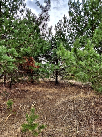 Купить дом в Рязани. Вариант № 2553449, 14, площадь - квм, цена 5600000 рублей