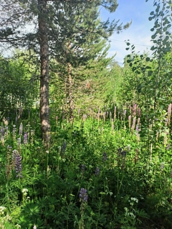 Купить земельный участок на улице Южный склон в Ленинградской области. Вариант № 3217572, 2, площадь -  квм, цена 1000000 рублей