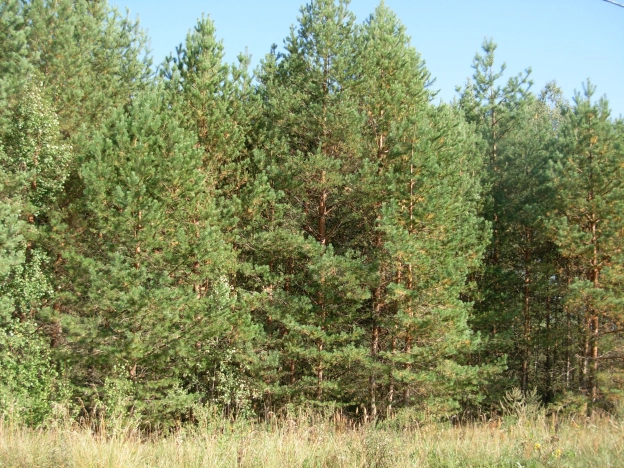 Купить земельный участок в Владимире. Вариант № 1457, 4, площадь -  квм, цена 155000 рублей