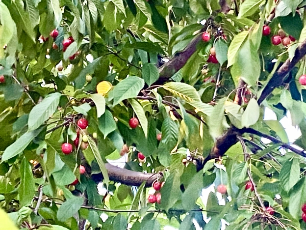 Купить четырехкомнатную квартиру в Калининграде. Вариант № 51662, 42, площадь -  квм, цена 10000000 рублей