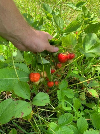 Купить дачу в Москве. Вариант № 10082680, 20, площадь - квм, цена 2400000 рублей