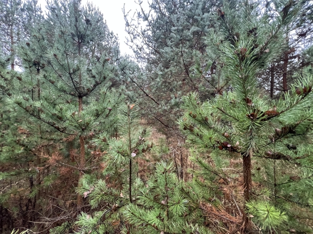 Купить земельный участок в Коврове. Вариант № 562251, 3, площадь -  квм, цена 580000 рублей