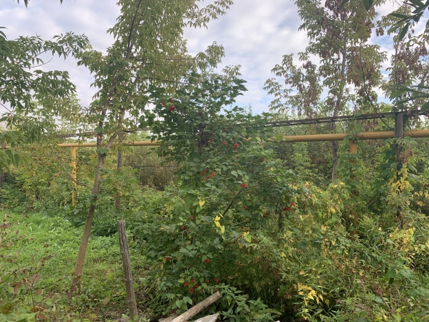 Купить земельный участок в Вязниках. Вариант № 3371, 1, площадь -  квм, цена 420000 рублей