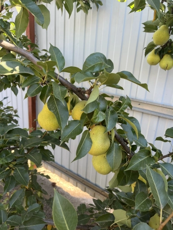 Купить дачу в Волгограде. Вариант № 6847583, 13, площадь -  квм, цена 1500000 рублей