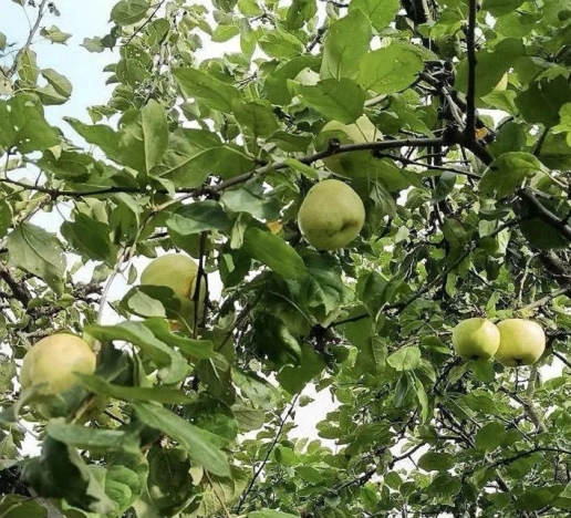 Купить дом в Коломне. Вариант № 9648778, 32, площадь -  квм, цена 5800000 рублей