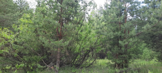 Купить земельный участок в Рязани. Вариант № 271320, 3, площадь -  квм, цена 1500000 рублей