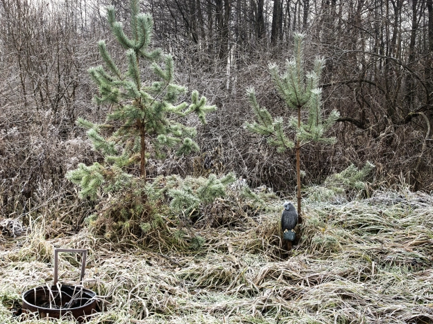 Купить земельный участок в Калининграде. Вариант № 9971626, 16, площадь -  квм, цена 1390000 рублей