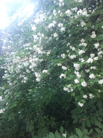 Купить земельный участок в Владимире. Вариант № 5848322, 7, площадь -  квм, цена 1100000 рублей