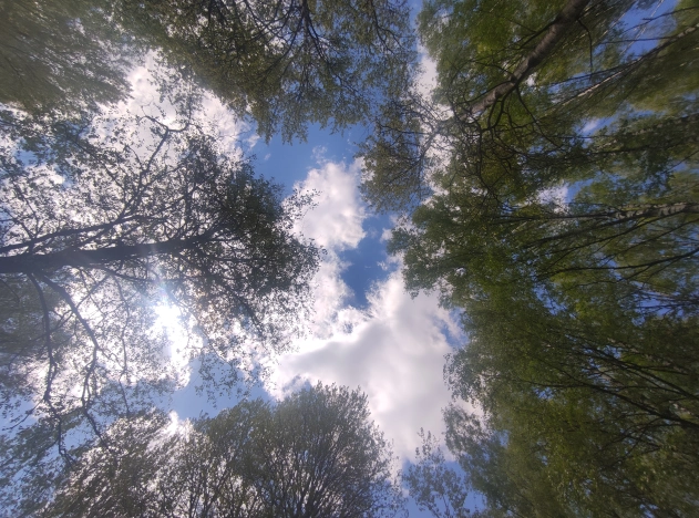 Купить земельный участок на улице Загородная в Ярославской области. Вариант № 1201656, 12, площадь -  квм, цена 1800000 рублей