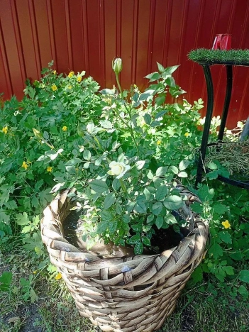 Купить дом в Кемерове. Вариант № 59929, 14, площадь -  квм, цена 9950000 рублей