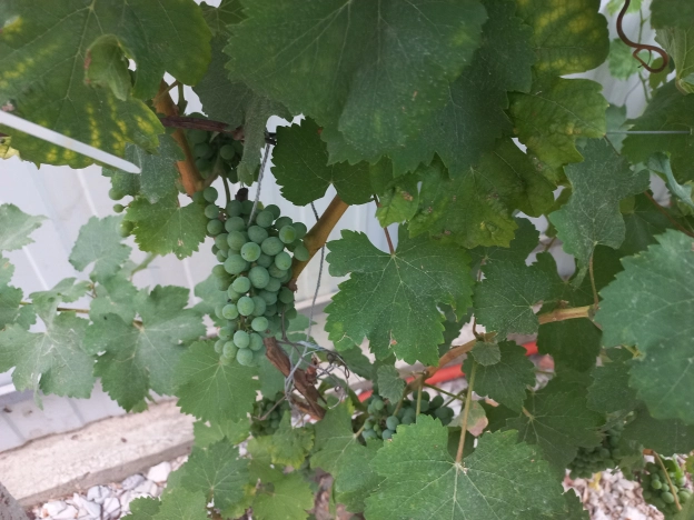 Купить дом на улице Гранатовая в Краснодарском крае. Вариант № 1592055, 39, площадь -  квм, цена 12200000 рублей