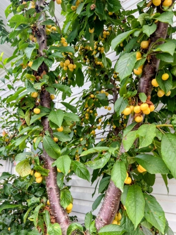 Купить дом в Москве. Вариант № 8807704, 29, площадь - квм, цена 15600000 рублей