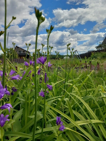Купить земельный участок в Ленинградской области. Вариант № 10039857, 10, площадь -  квм, цена 2530000 рублей