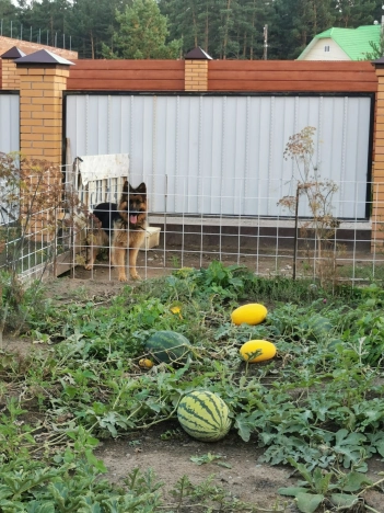 Купить дом на улице Колхозная в Алтайском крае. Вариант № 16155, 23, площадь -  квм, цена 32990000 рублей