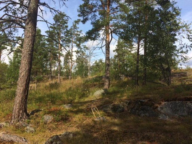 Купить земельный участок на улице Центральная в Республике Карелия. Вариант № 33016, 5, площадь -  квм, цена 1800000 рублей