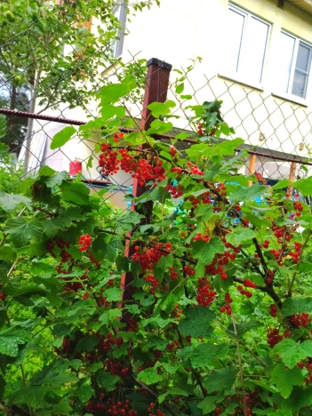 Купить дом в Видном. Вариант № 46263, 21, площадь -  квм, цена 5900000 рублей